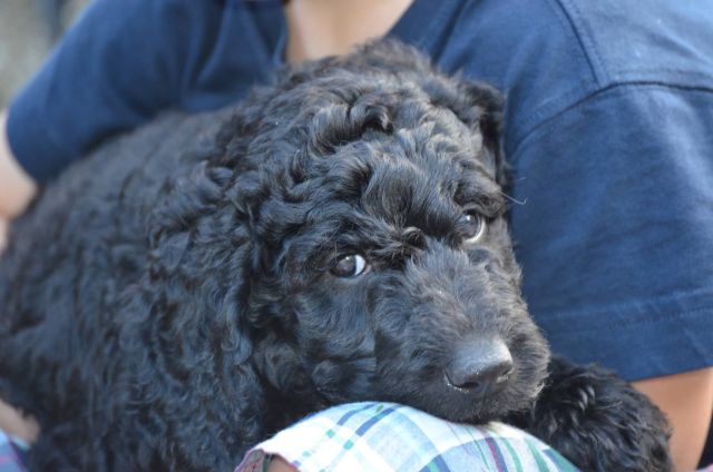 Macy,the Black Labradoodle Girl