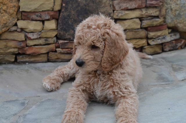 Blake, the Apricot Goldendoodle