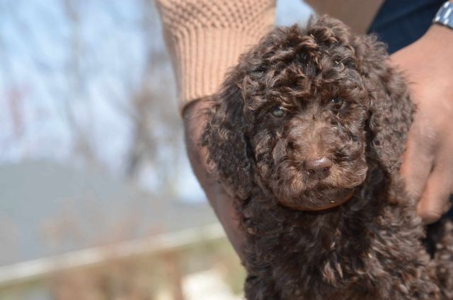 Holding a Chocolate Labradoodle