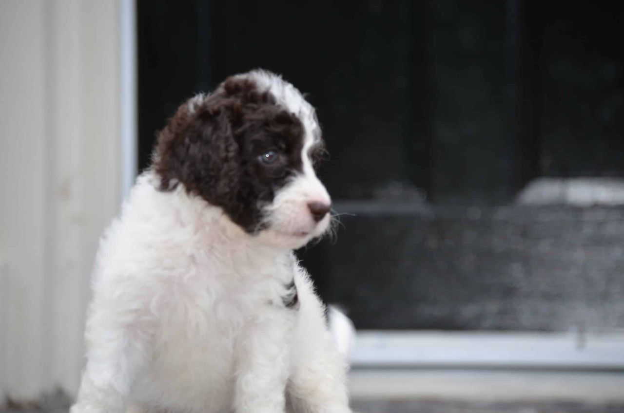 Brown and White Chocolate Labradoodle