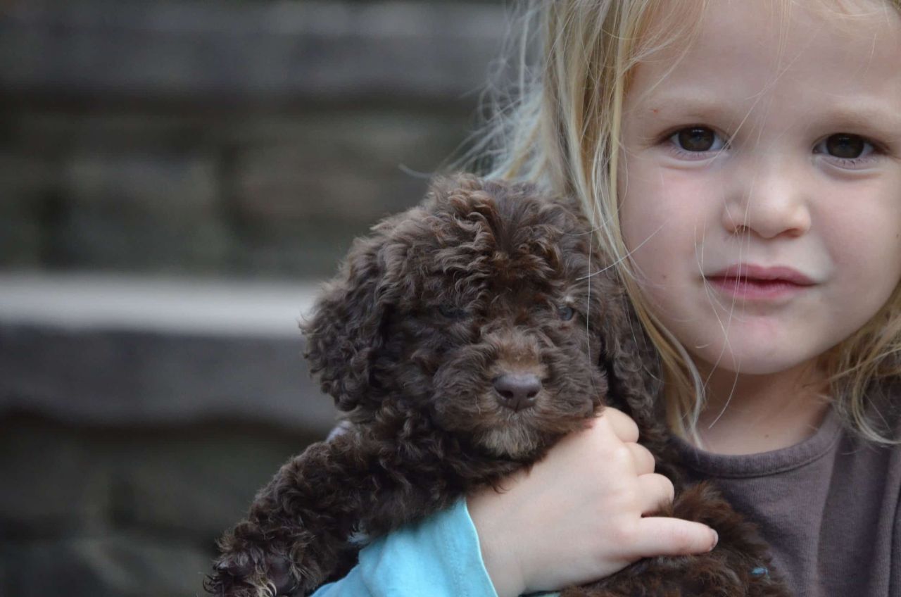 Chocolate Labradoodle with a Little Girl