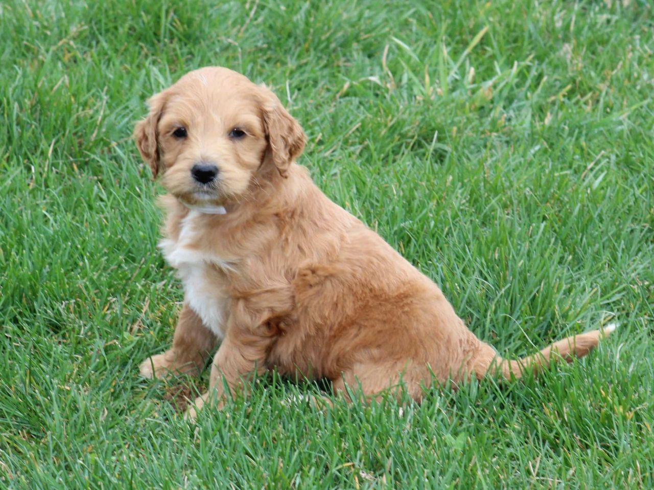 Apricot Labradoodle Puppy