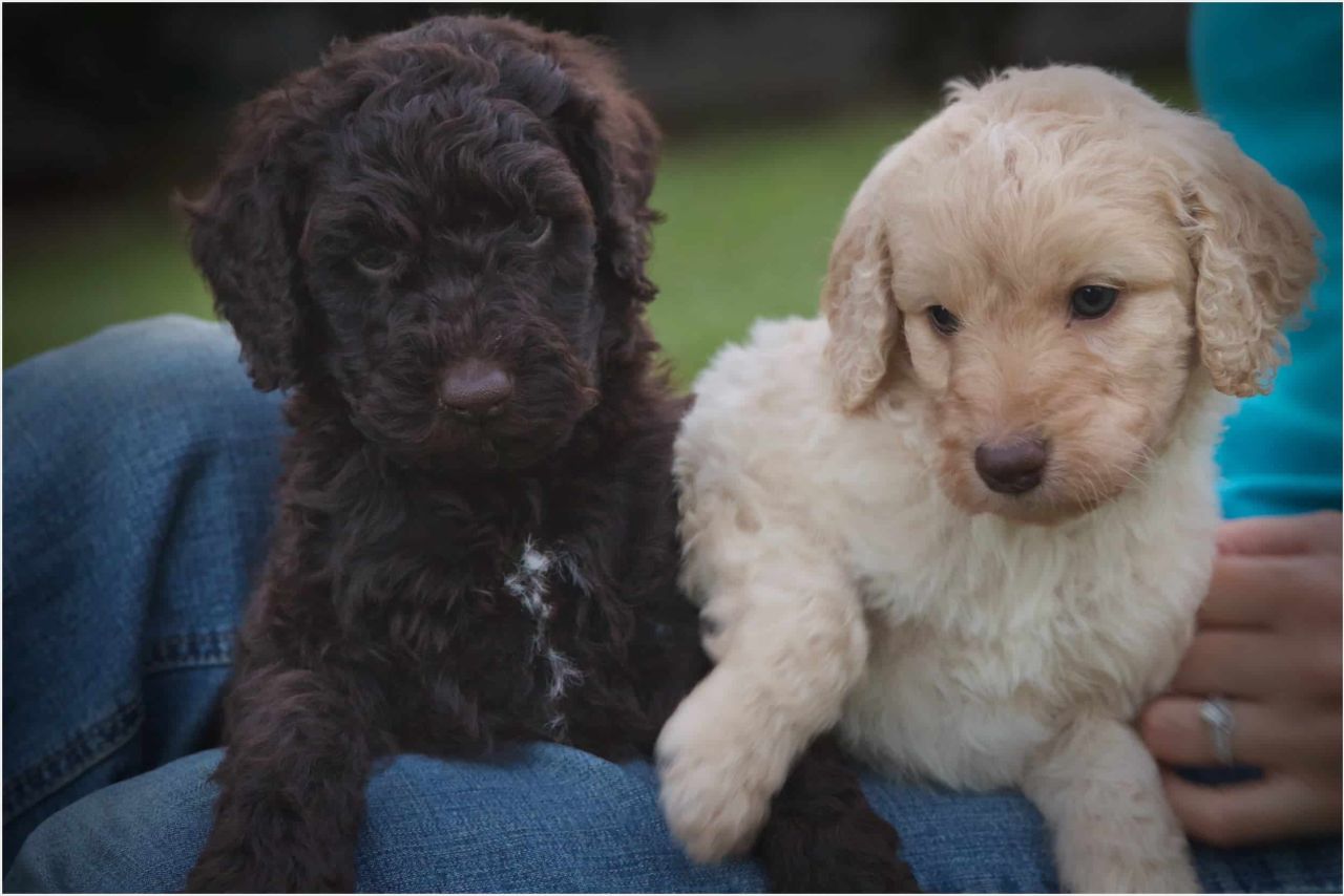 Chocolate and Cream Labradoodle Puppies