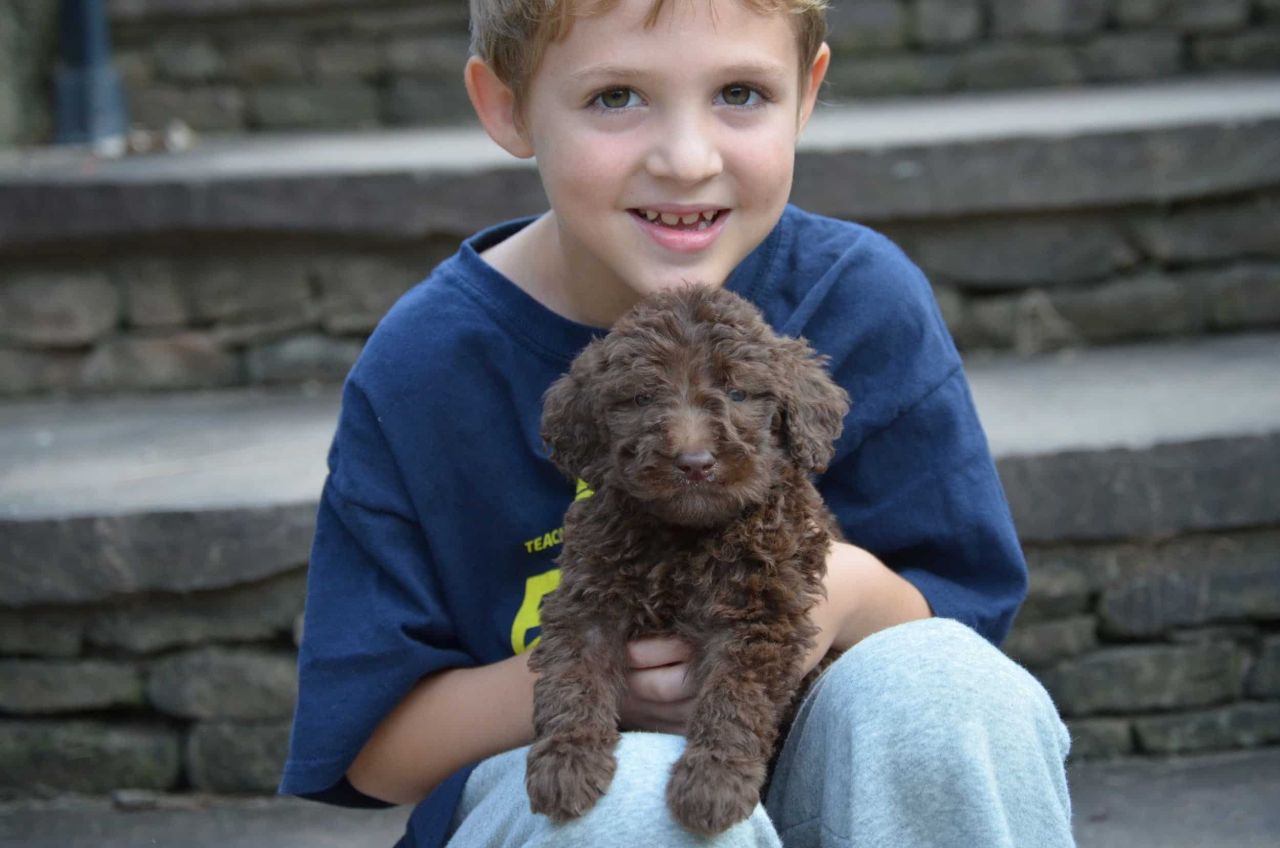Chocolate Labradoodle for Sale